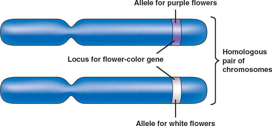 same-alleles