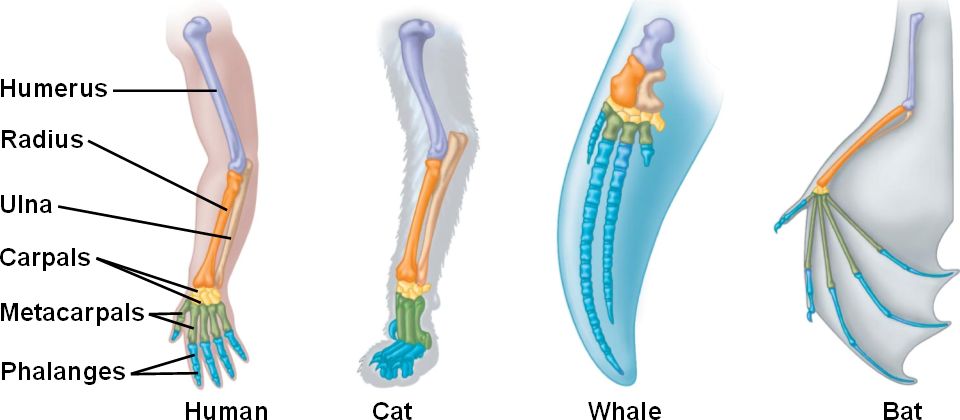 evidence-for-evolution-hankandevolution