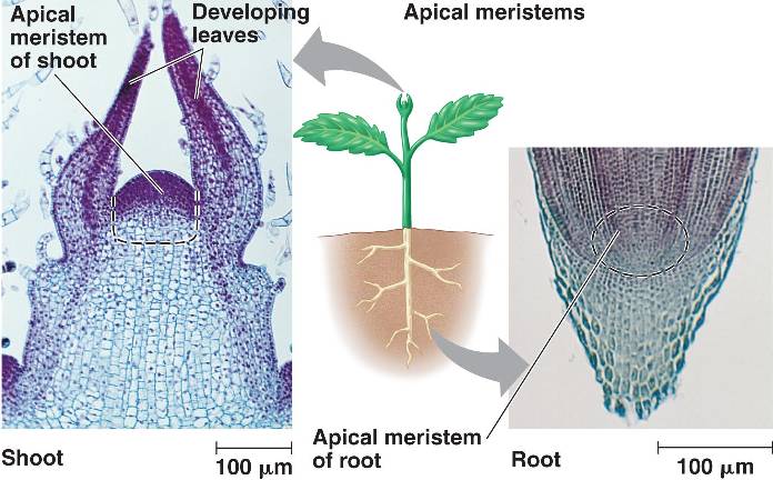 What Is Root Apical Meristem