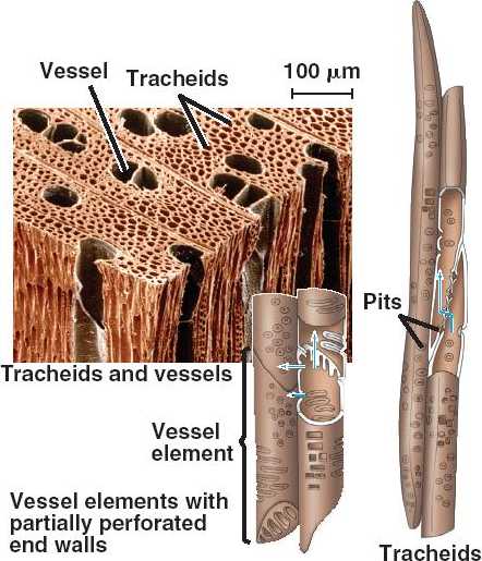 Vascular tissue system: xylem.