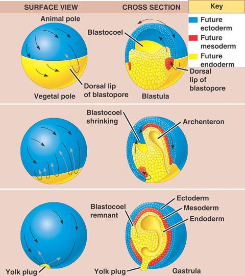 Embryology - Lessons - Blendspace