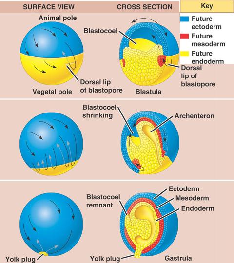 fate of a blastopore