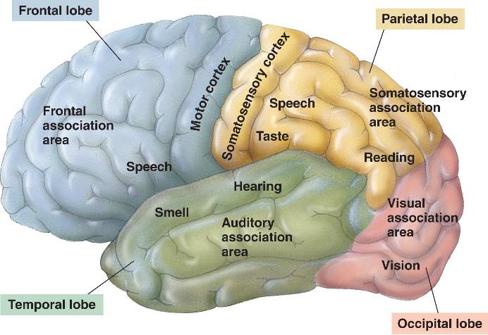 cortex of bone. The temporal one supports