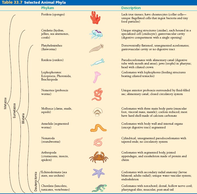 Animal Phyla Chart