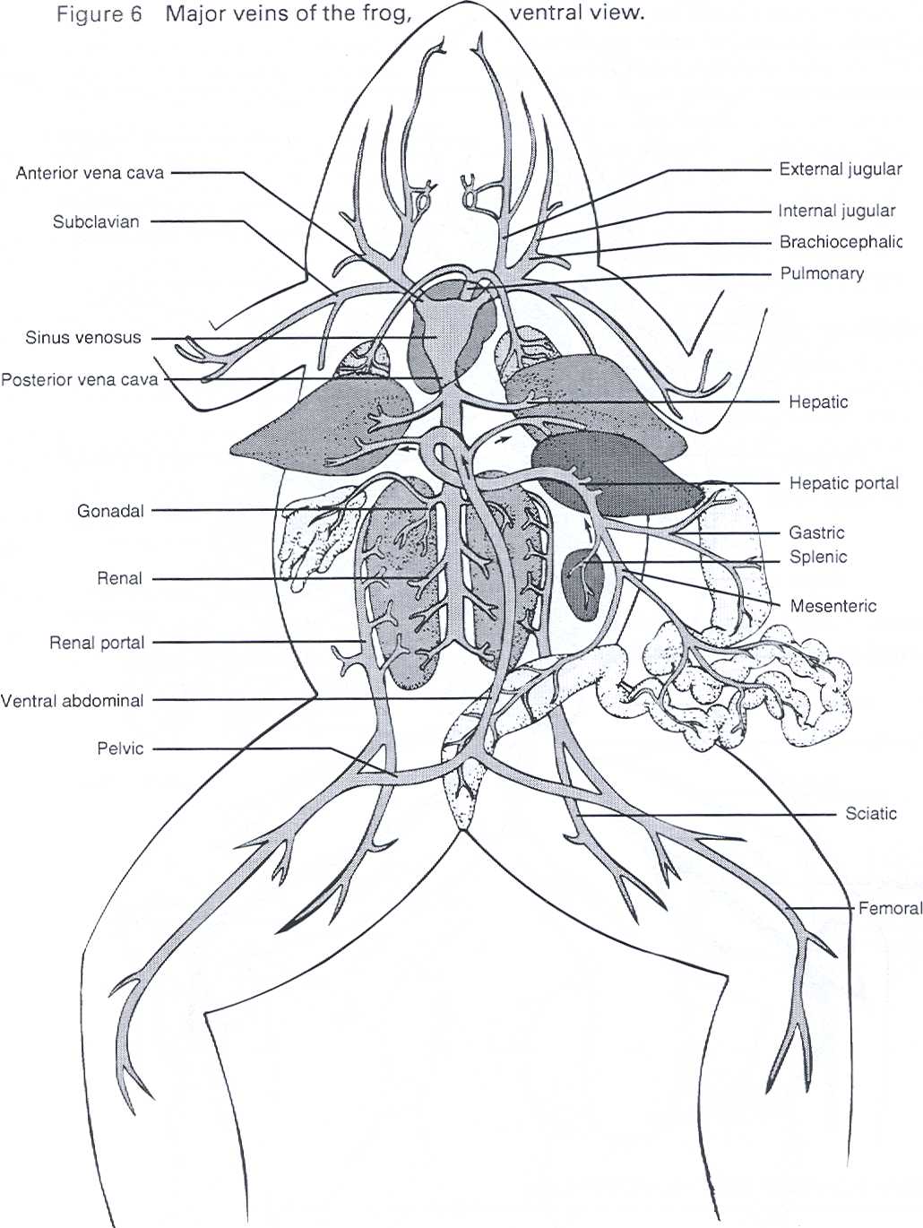 Dissection of the Frog