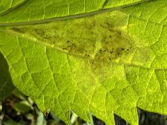 (Calycomyza Leafminer Fly) underside mine on White Snakeroot