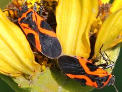 (False Milkweed Bug) mating dorsal on False Sunflower