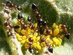 Crematogaster lineolata Acrobat Ant Oleander Aphid on Common Milkweed