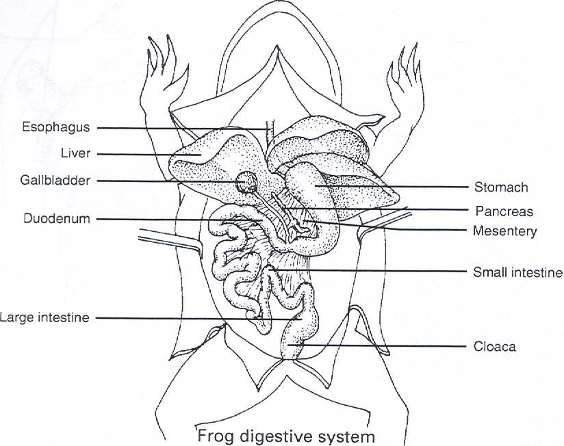 frog dissection diagram labeled