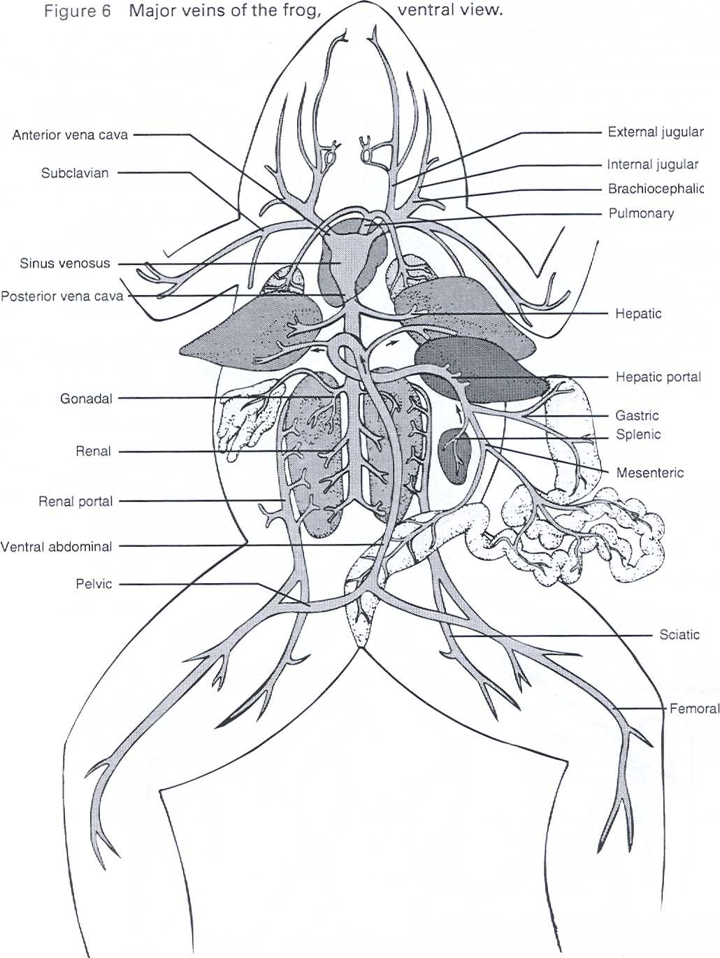 frog-anatomy-worksheets-free-printable-worksheet