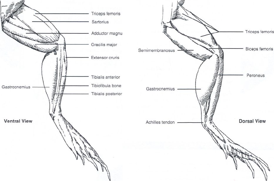 Muscles and Movement