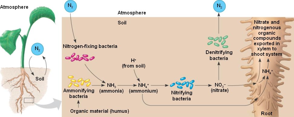 nitrogen-fixation-html-37-09plantbactnitrogen-jpg