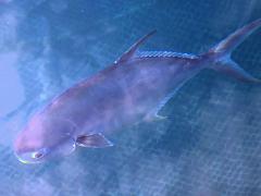 (Trachinotus Pompano) profile