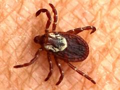 (American Dog Tick) female