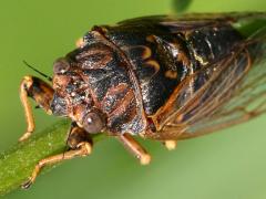 (Prairie Cicada) male dorsal