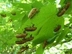 (Dwarf Periodical Cicada) molted exuviae on Hackberry