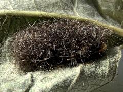 (Milkweed Tussock Moth) cocoon