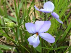 (Birdfoot Violet)