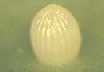 egg image